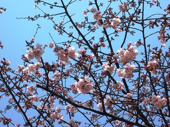 境内の桜2.JPG